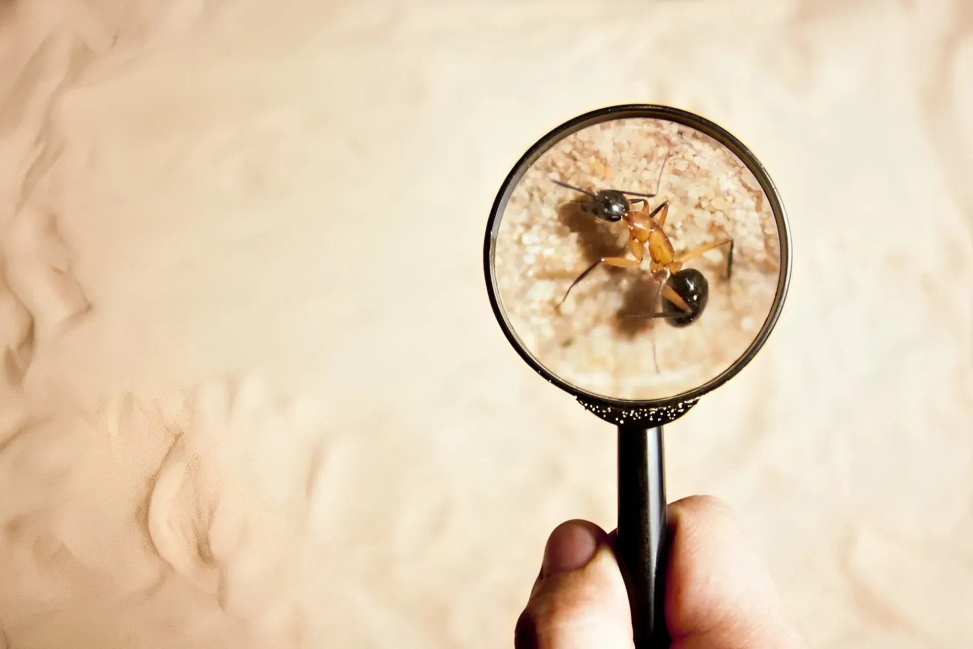 Hand Holding Magnifying Glass Over an Ant on a Sandy Background — Dominion Pest Control in Kingaroy, QLD