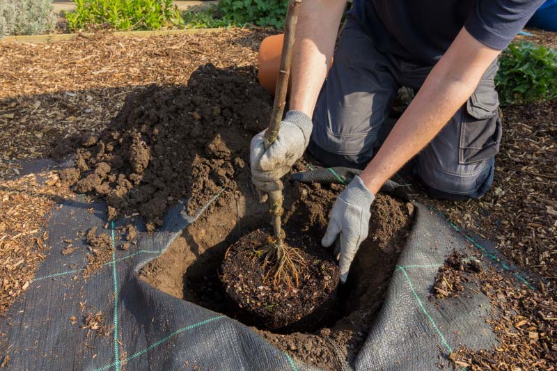 Tree Installation - Stockton, CA - Twin Rivers