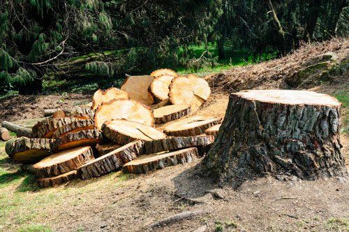 Tree Removal - Stockton, CA - Twin Rivers