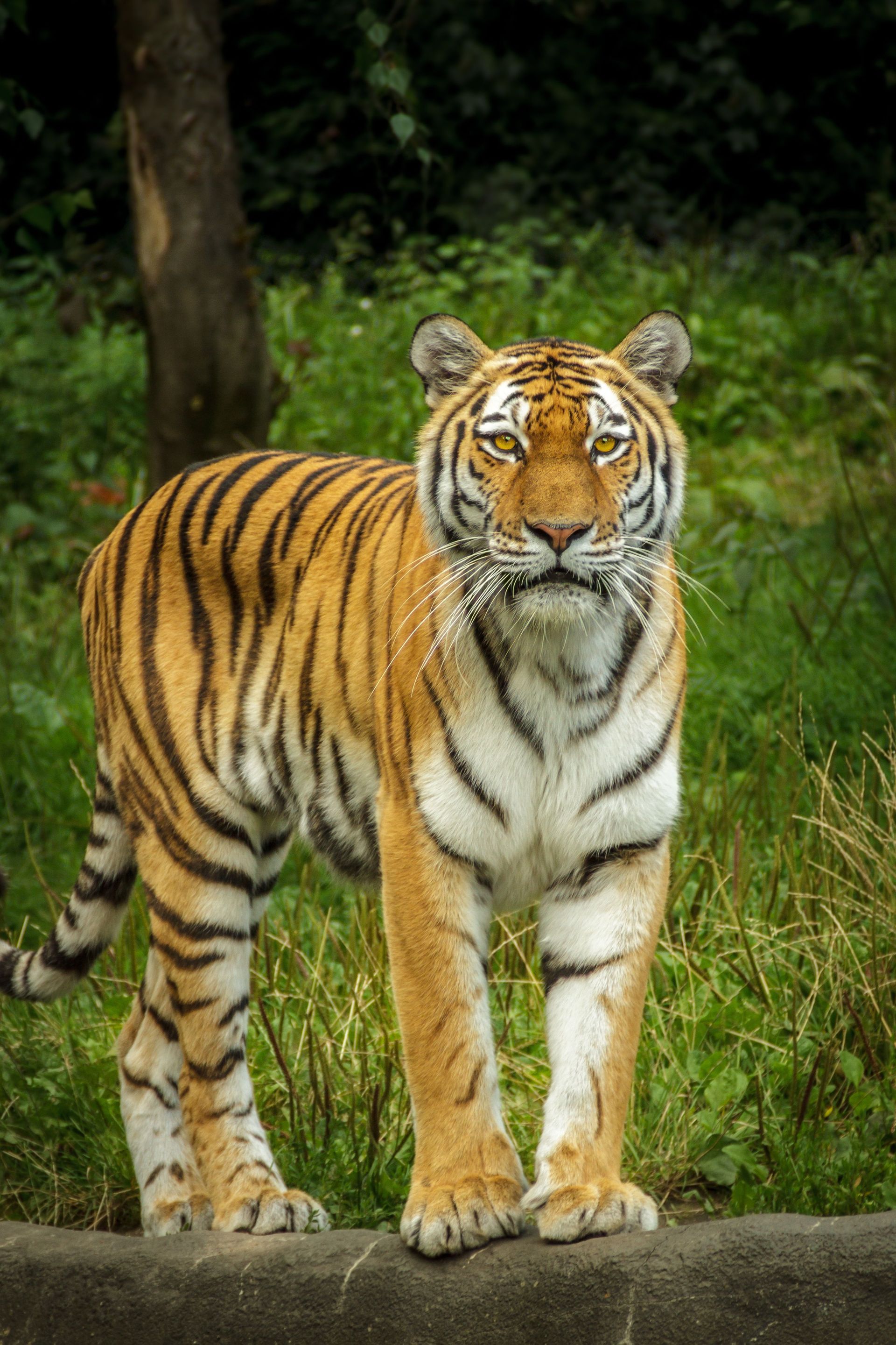 Tiger standing on a rock in a grassy forest clearing