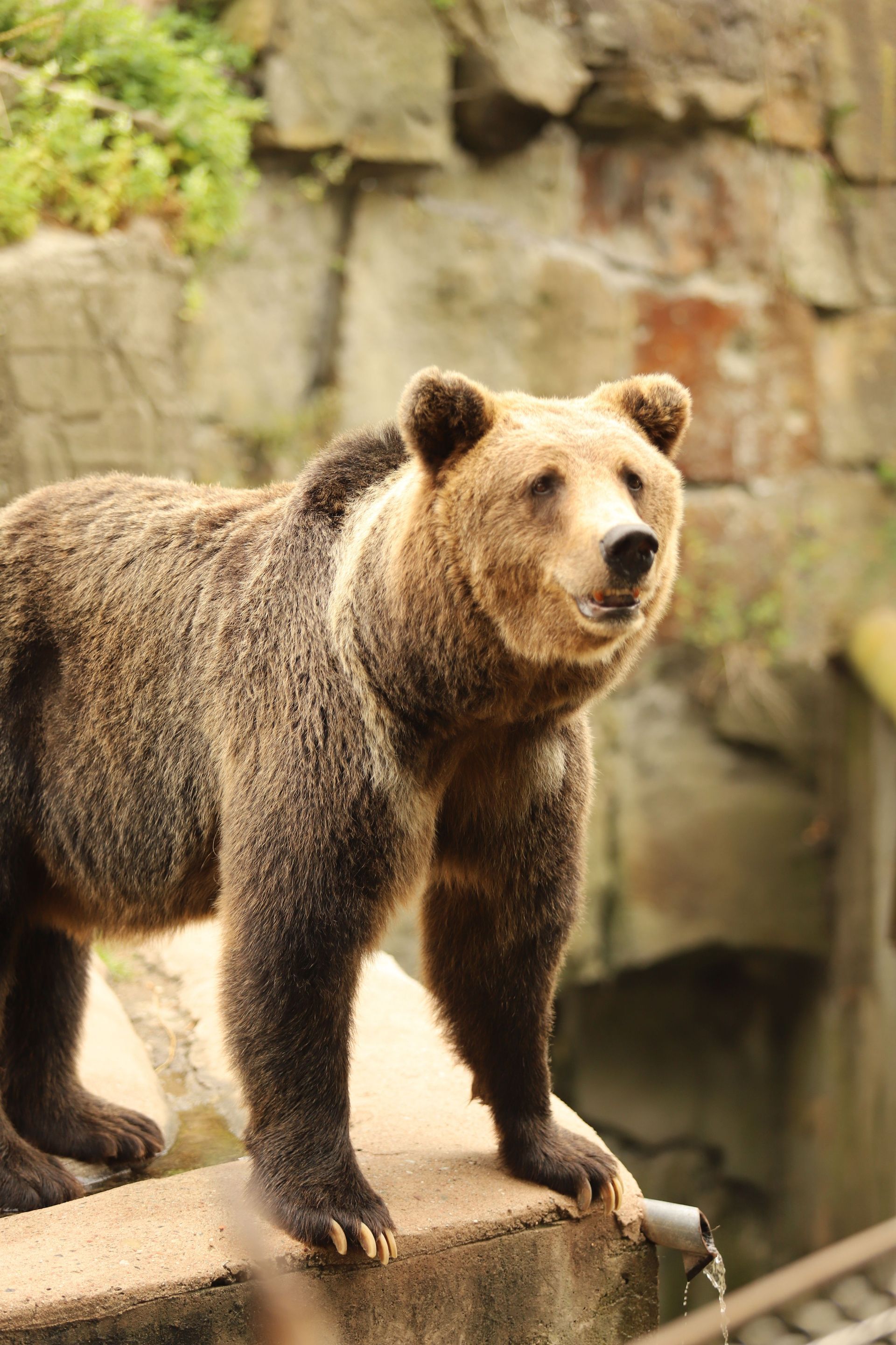 Brown bear standing on a rock ledge in front of a stone wall