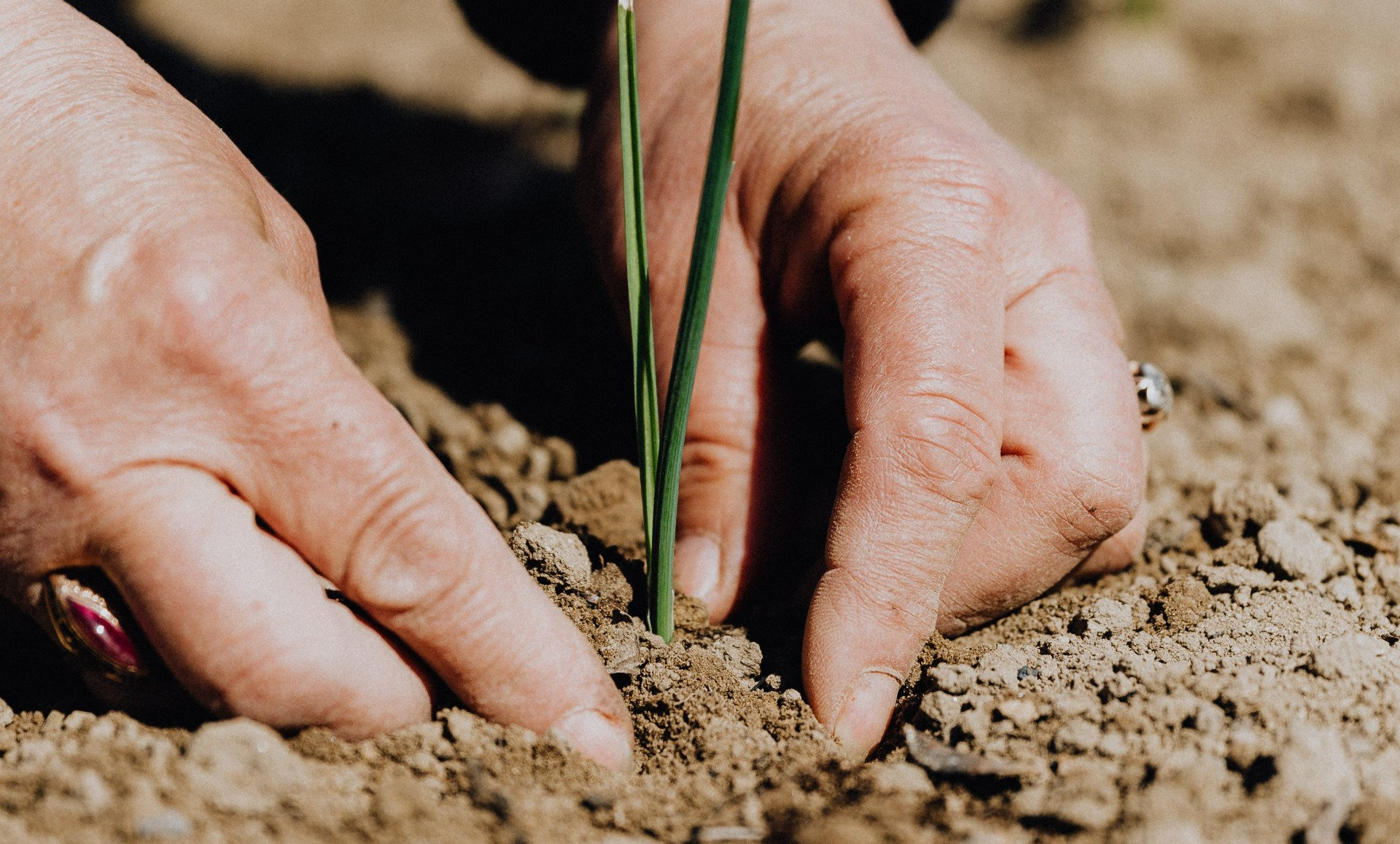 A person is planting a plant in the dirt.
