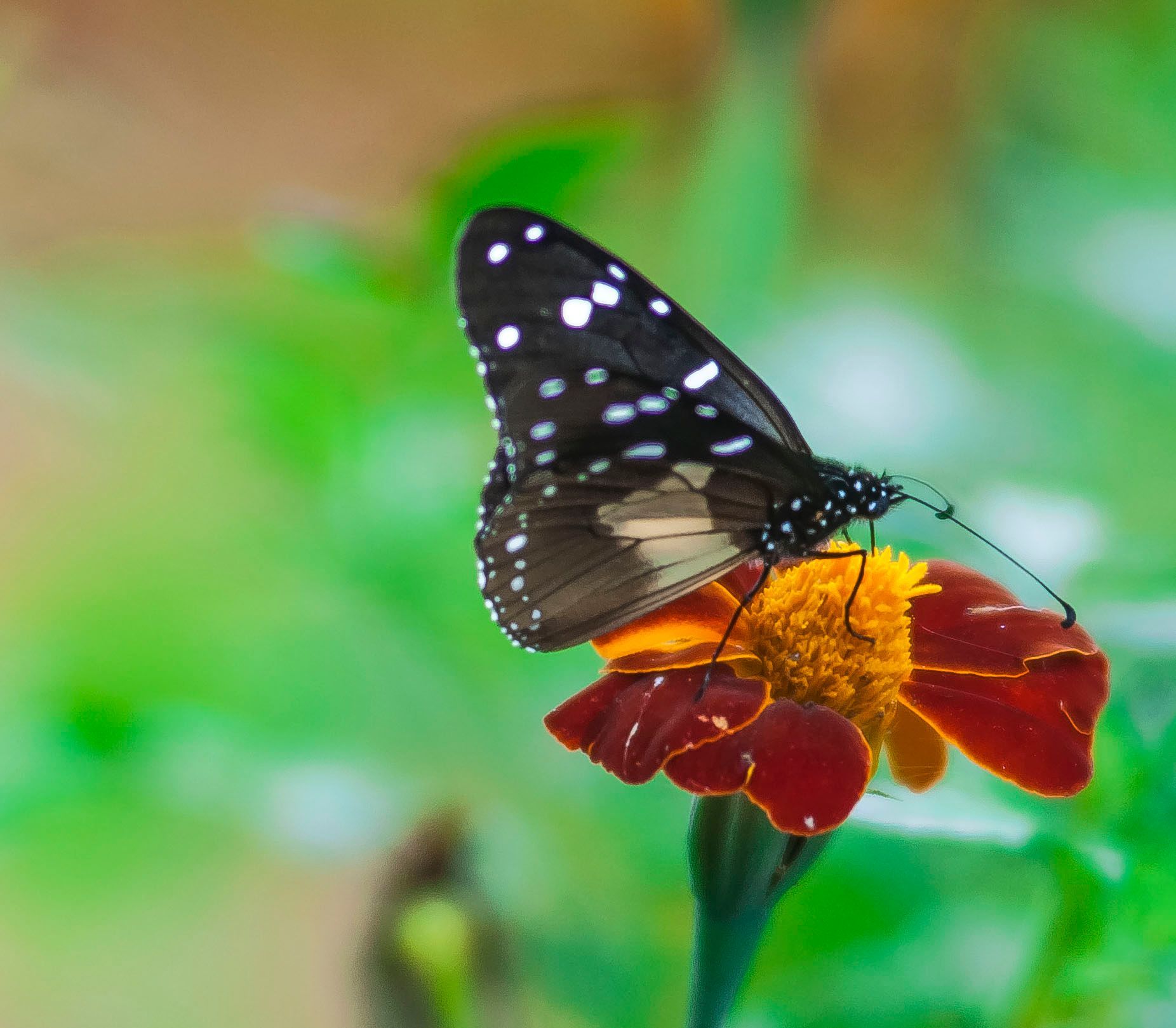 Black-and-white butterfly perched on a red-orange flower in a green garden background