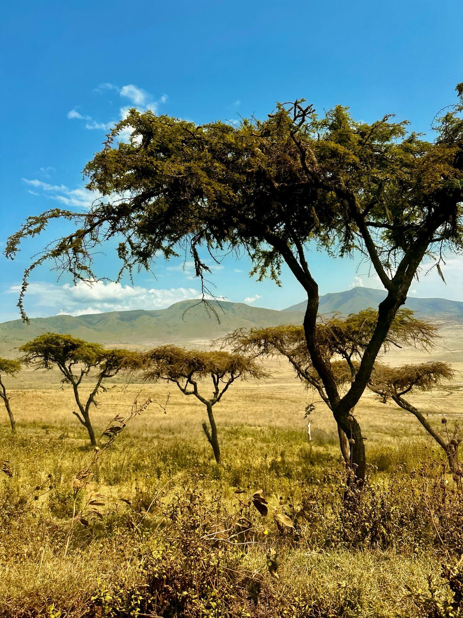 Acacia trees in a sunlit savanna with dry grass, distant hills, and a clear blue sky.