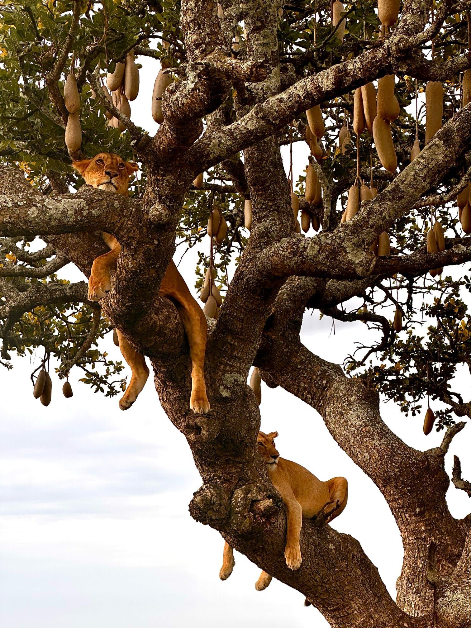 Monkeys perched in a large tree with thick branches against a bright sky