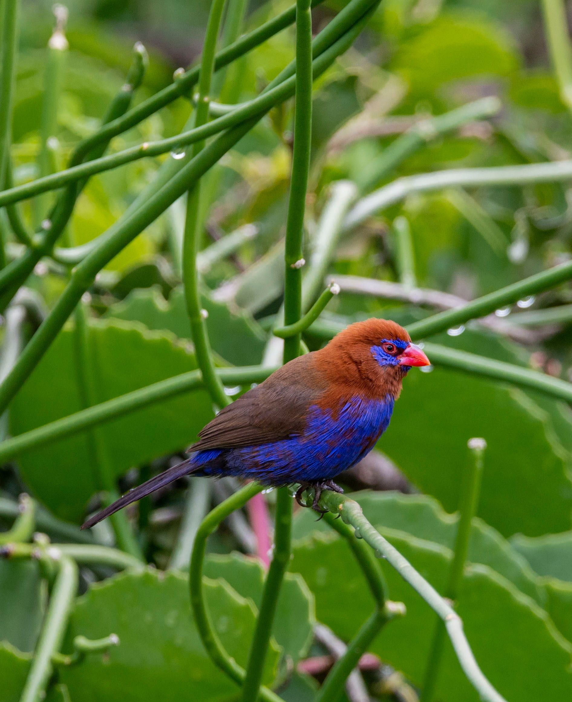 Small blue-and-brown bird with a red beak perched among green plant stems and leaves