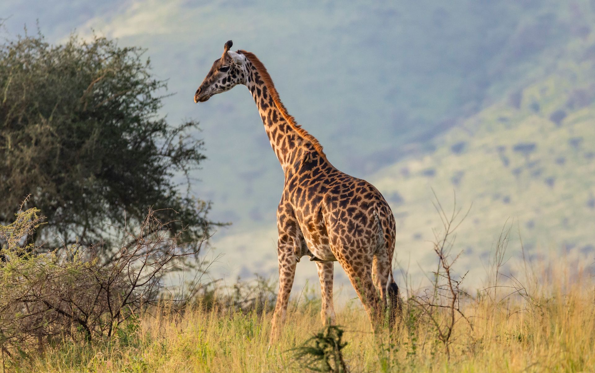 A giraffe standing in dry grass beside a tree on a savanna.