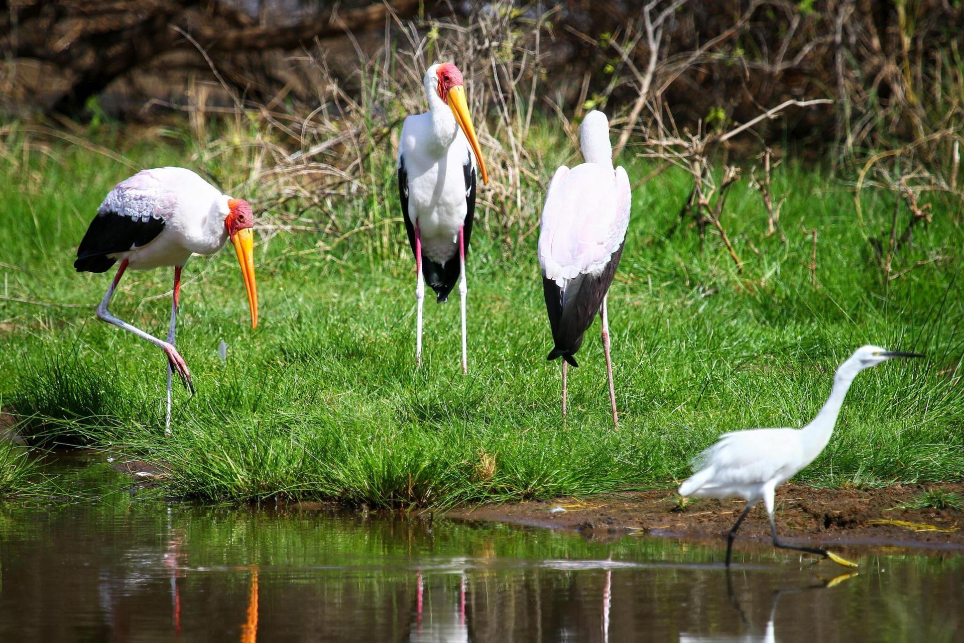 Four white storks and an egret standing by a grassy pond in a natural wetland.
