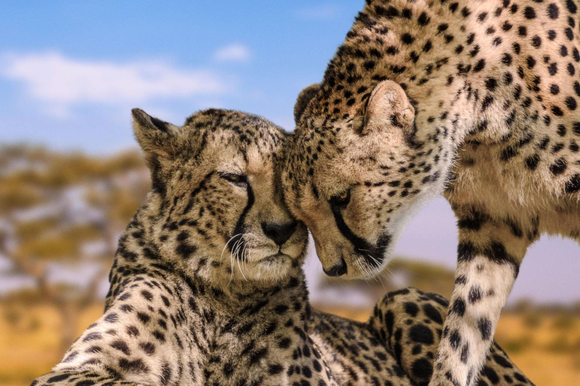 Two cheetahs nuzzle each other in a grassy savanna under a blue sky.