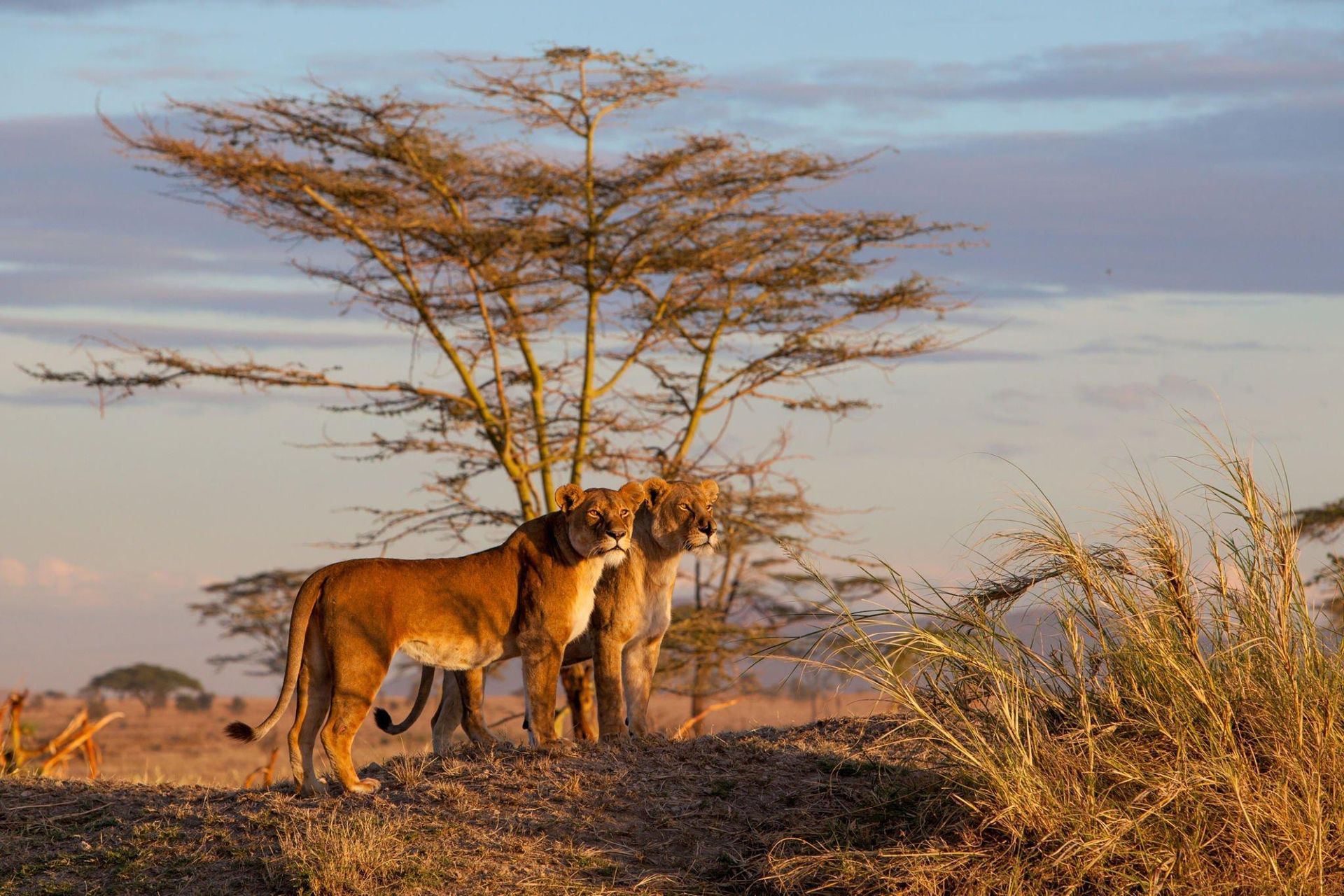 Two lions standing under a lone acacia tree on a grassy savanna at sunset