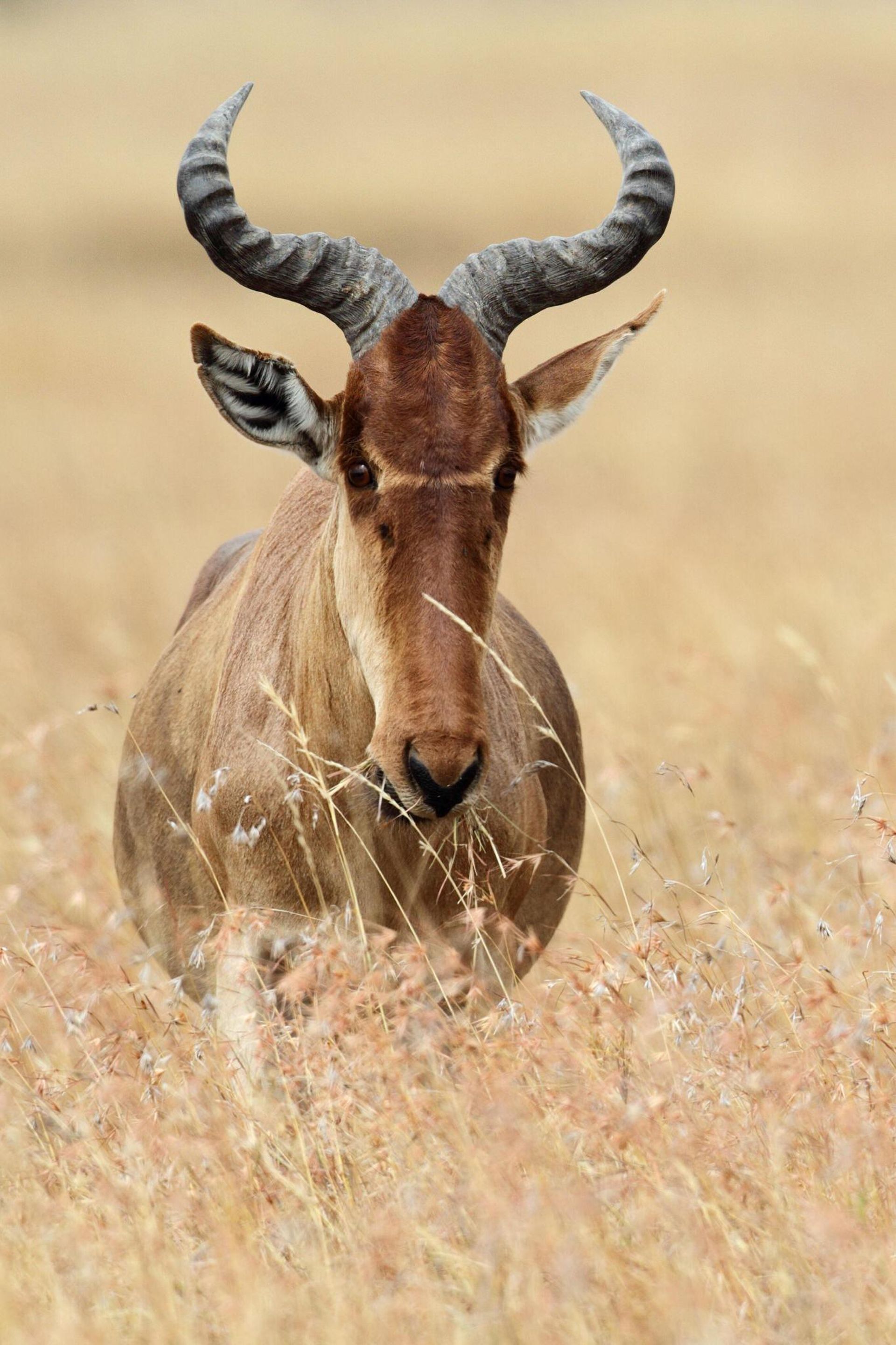 Hartebeest standing in tall dry grass, facing forward with curved horns.