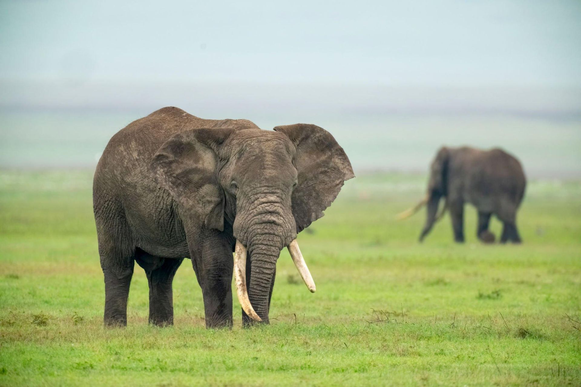 Two elephants standing in a green field, one in the foreground and one blurred in the background.