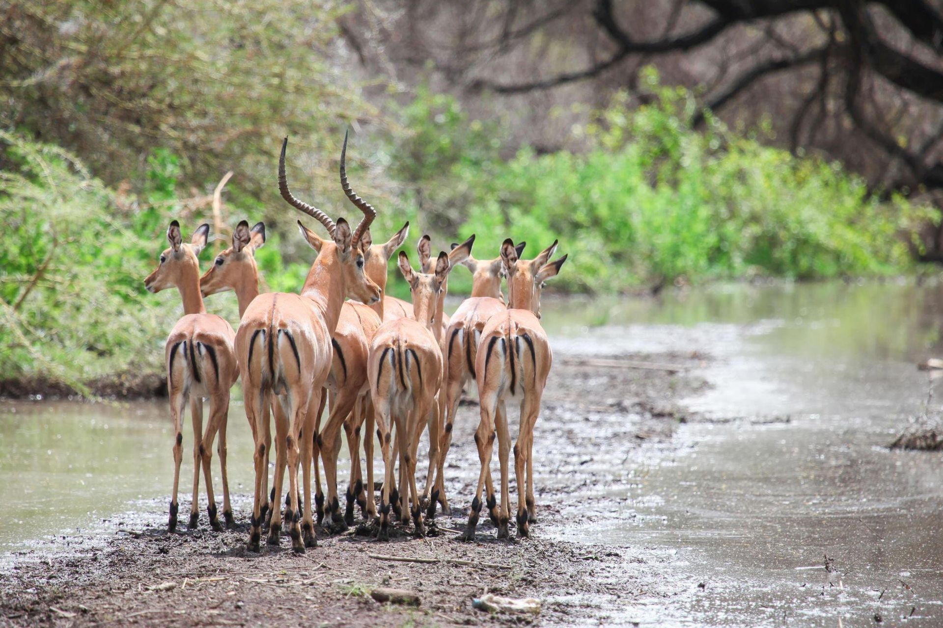 Herd of antelope standing on a wet forest path beside lush green vegetation
