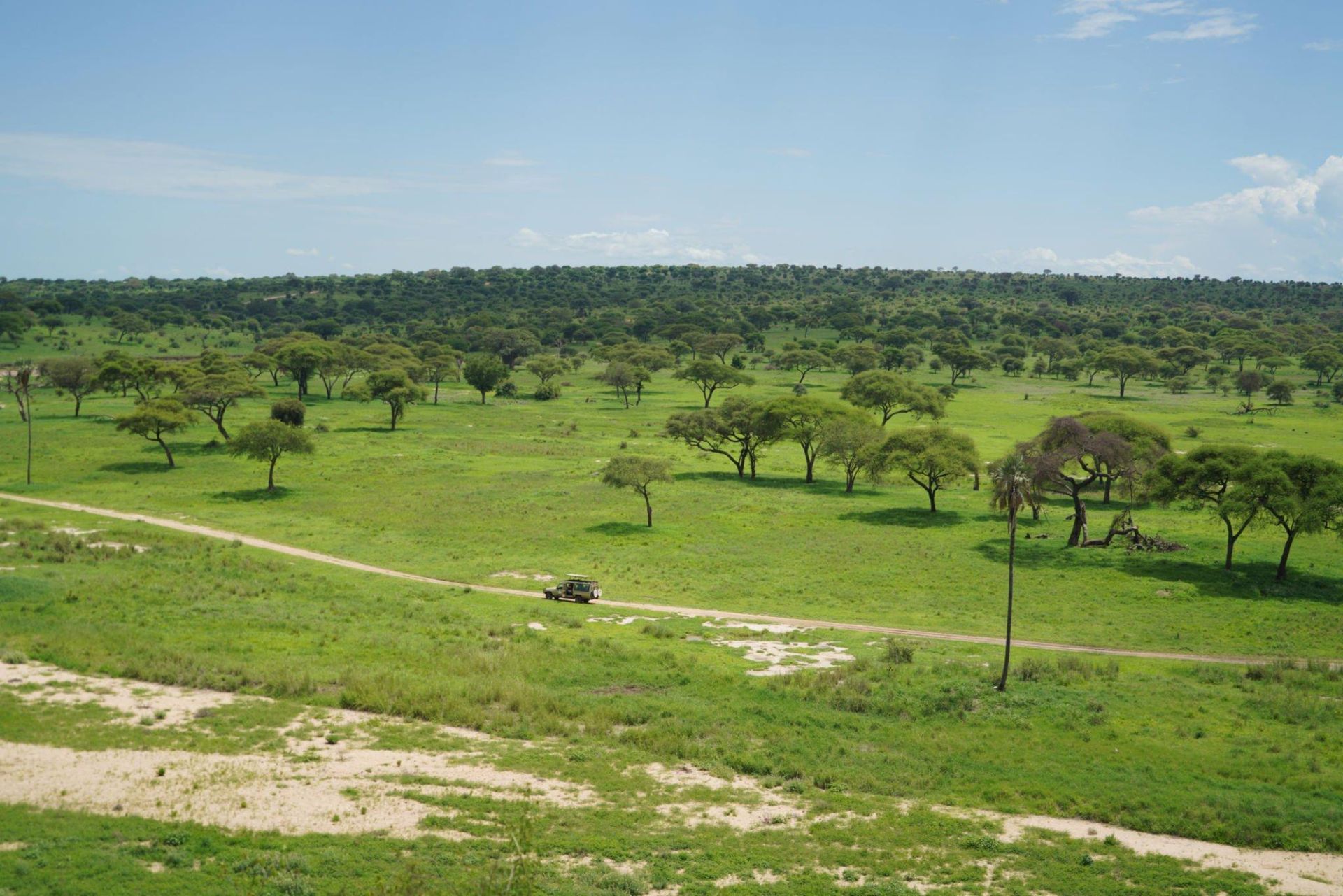 Green savanna with scattered trees under a blue sky and a dirt path in the foreground