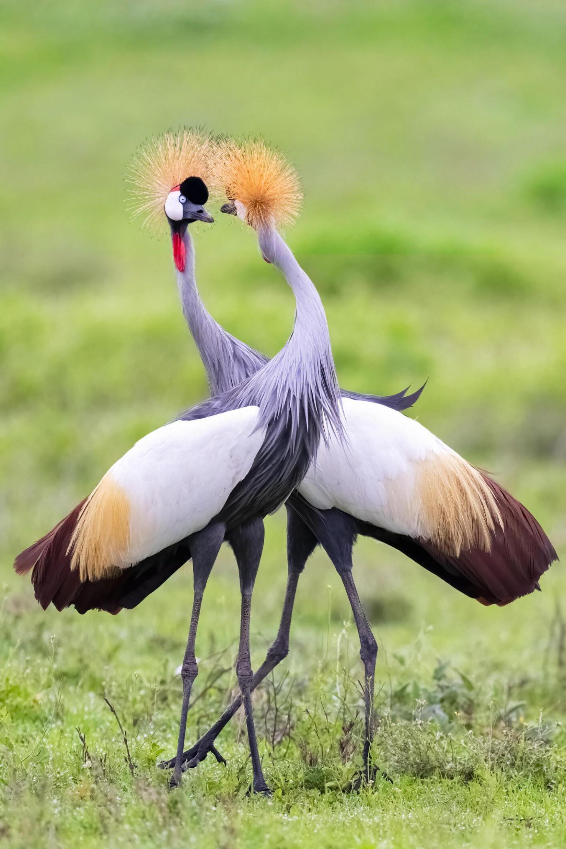 Two grey crowned cranes standing in a grassy field, facing each other with wings partially spread