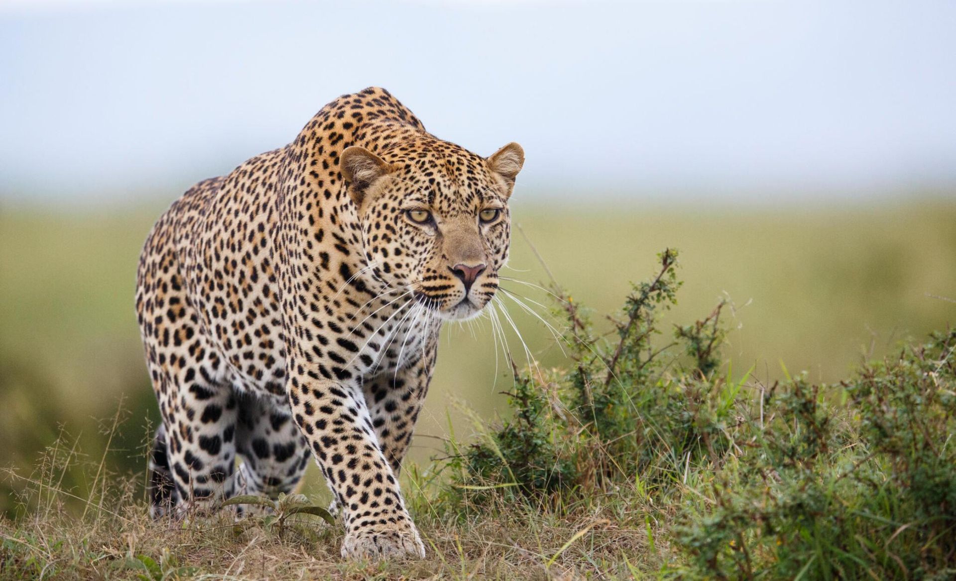 Leopard walking through grass in a savanna, with a blurred horizon in the background