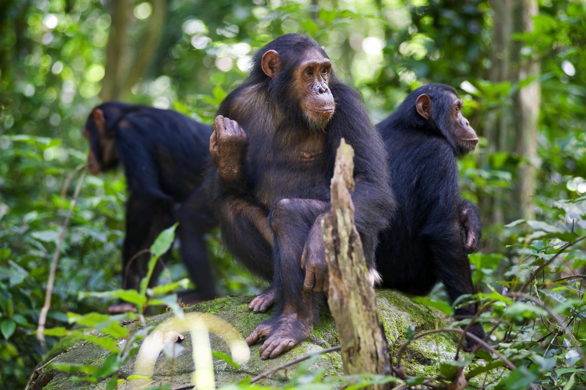 Two baboons, one grooming the other, in a grassy outdoor setting