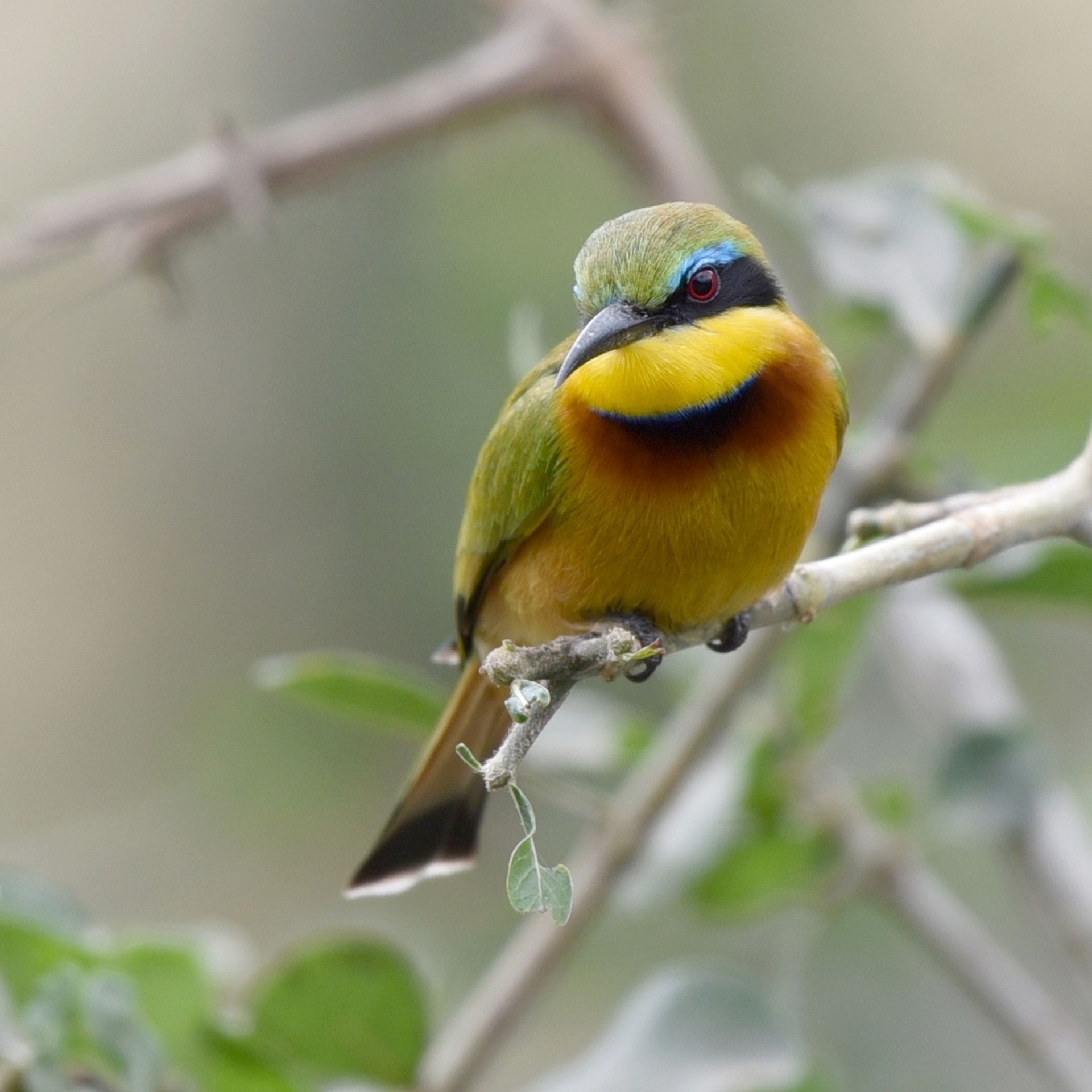 Colorful bird with yellow chest perched on a branch against a soft green background