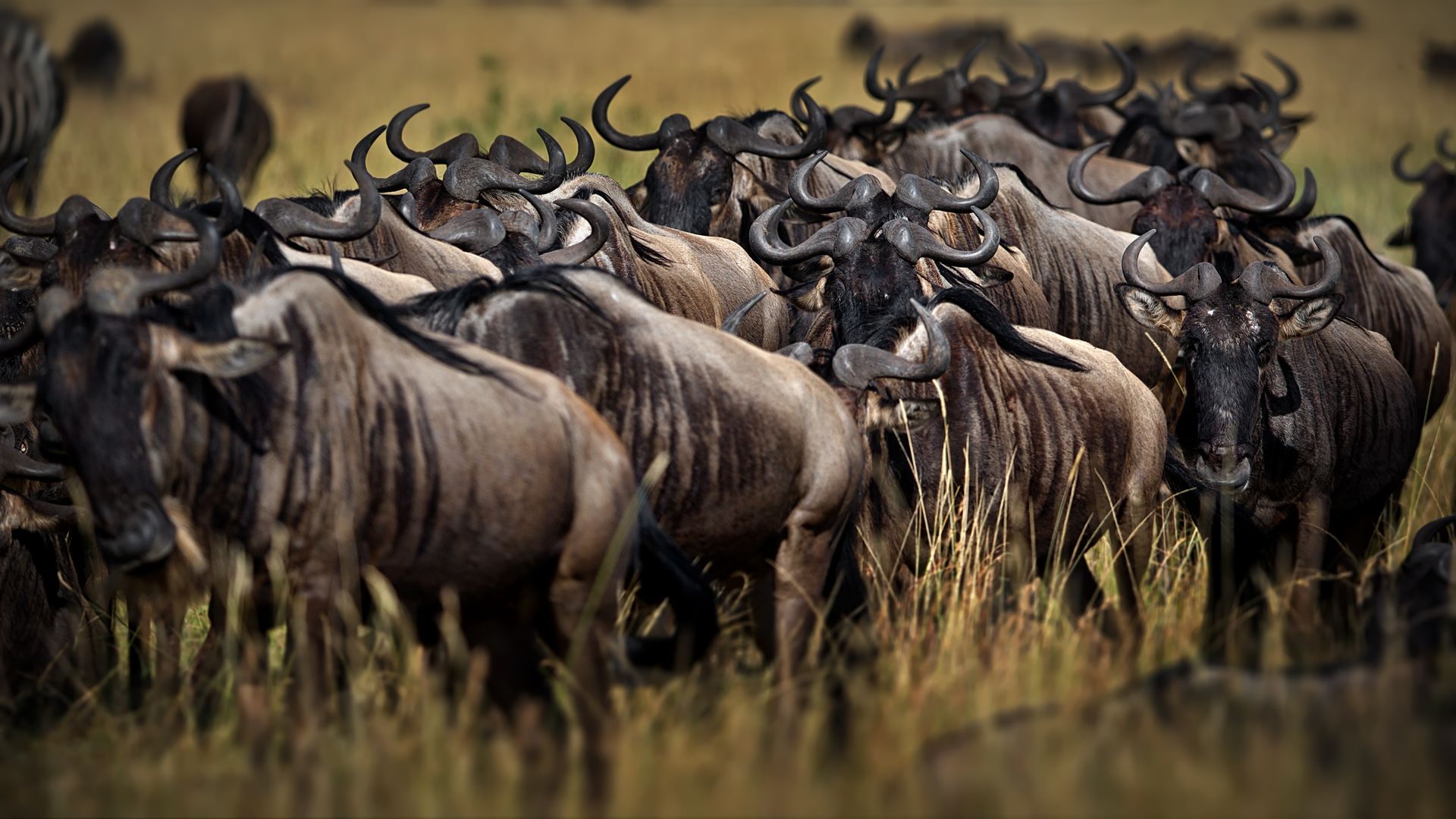 Herd of wildebeest running through dry grassland, horns and dust visible