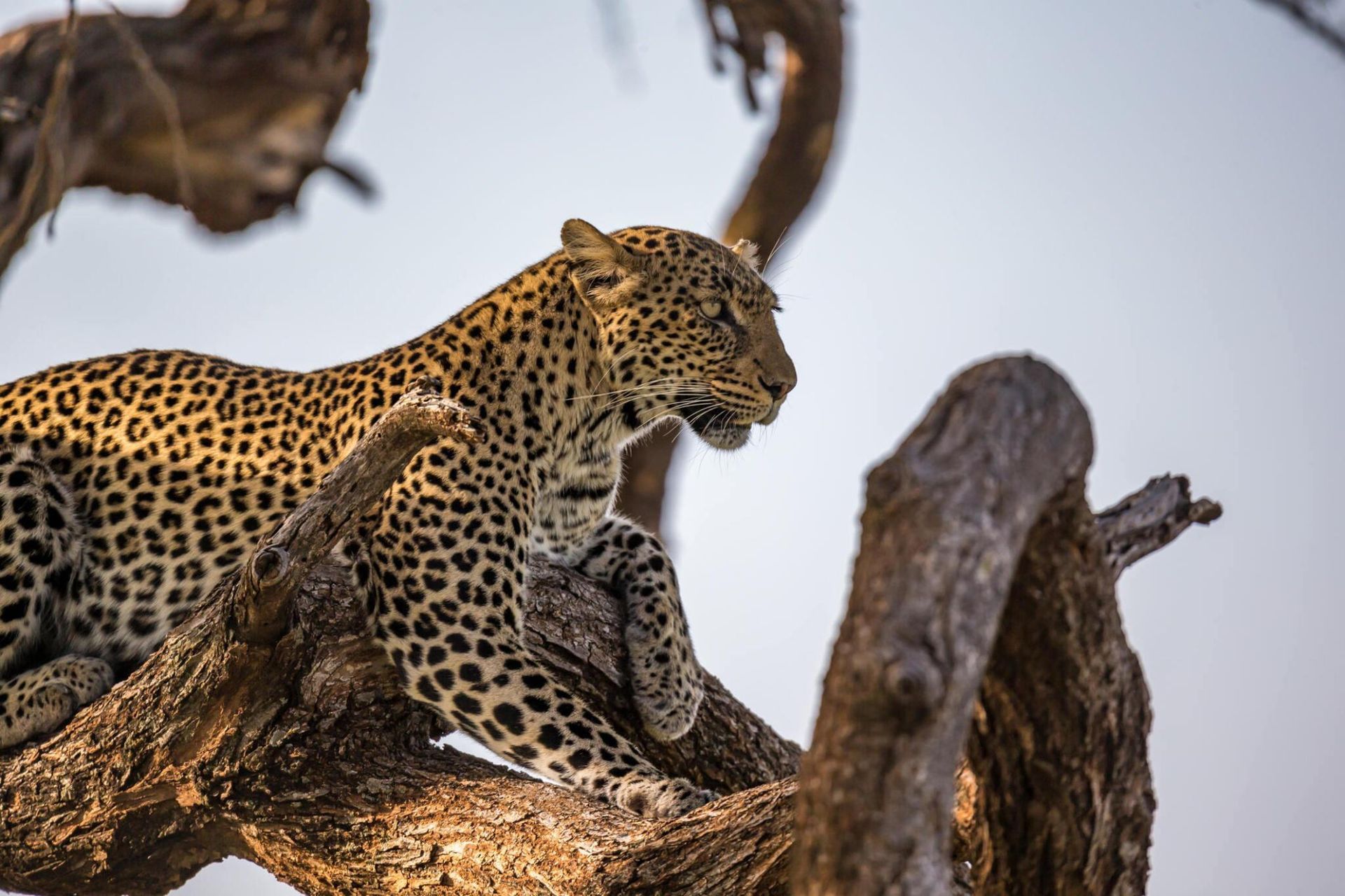 Two leopards resting on a tree branch in the wild, with spotted coats and rocky surroundings.