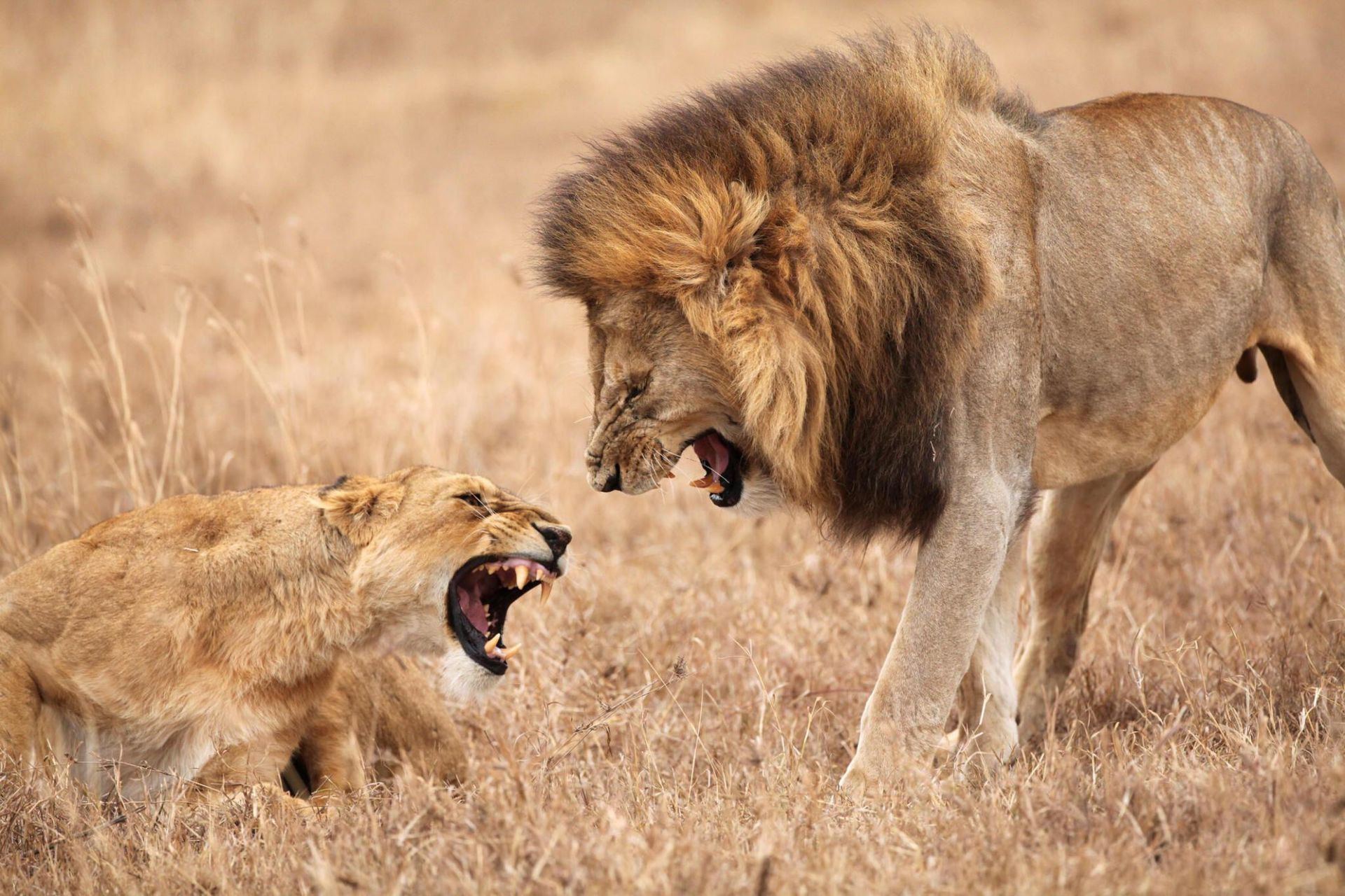 Two male lions snarling at each other in dry grassland, one standing over the other
