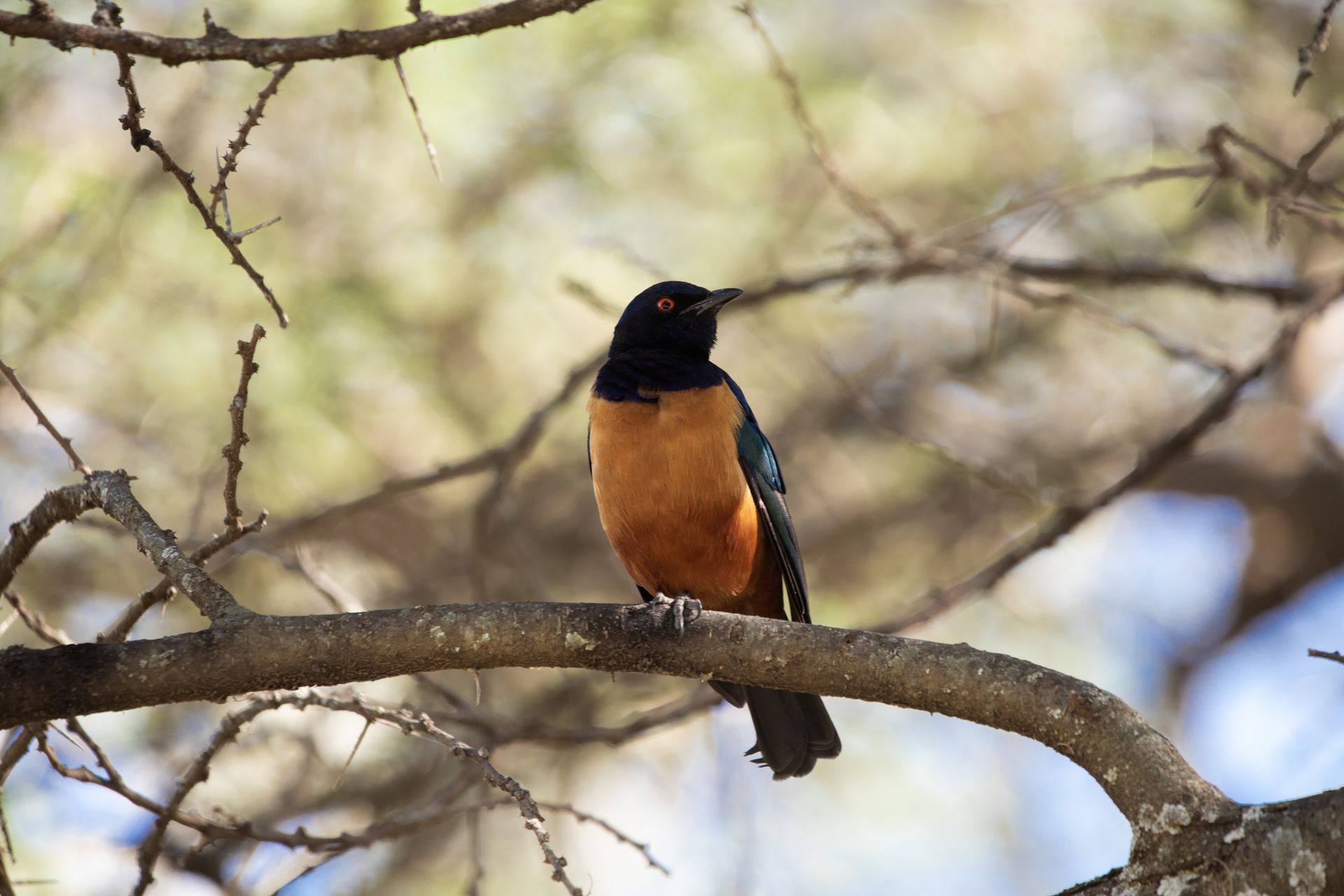 Orange-breasted bird perched on a branch among bare twigs