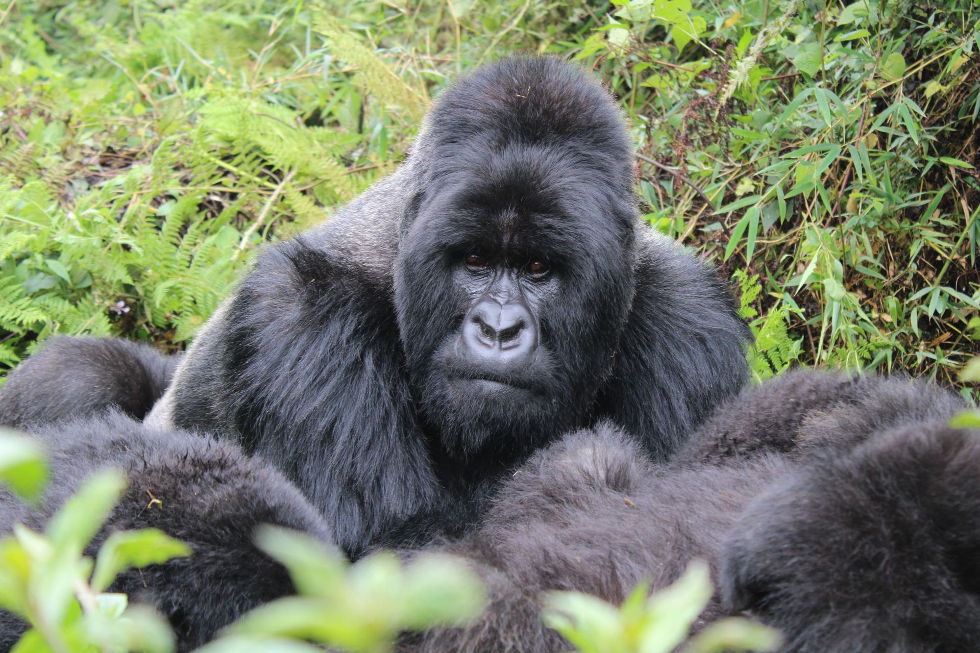 Close-up of a dark-furred monkey sitting among branches in a green forest.