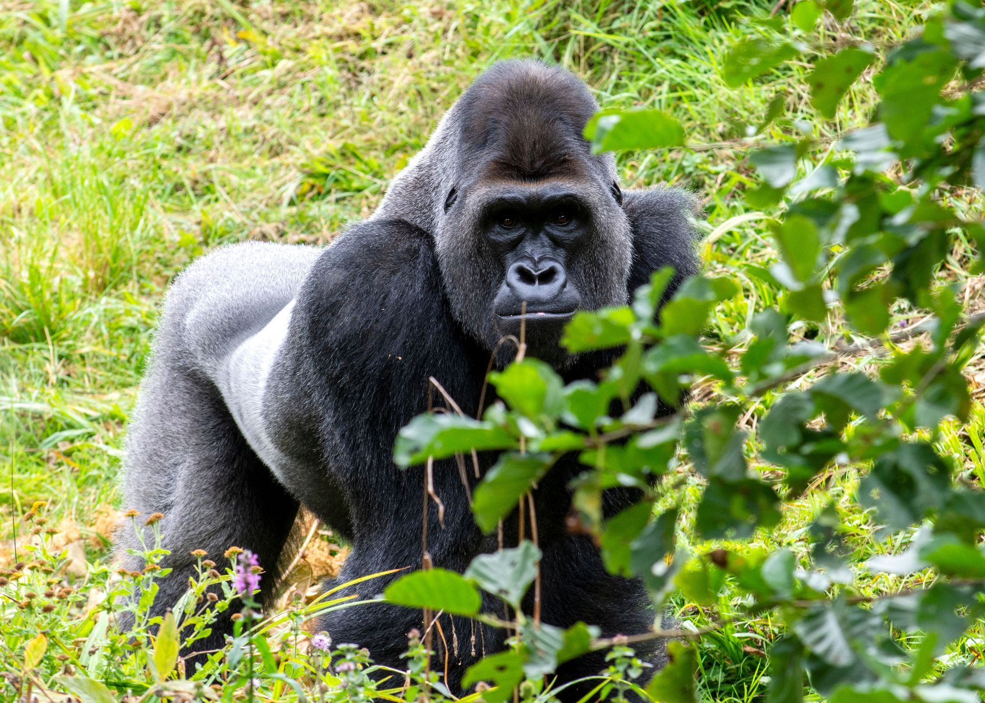 Black-and-white monkey sitting in a leafy tree, surrounded by branches and green foliage.
