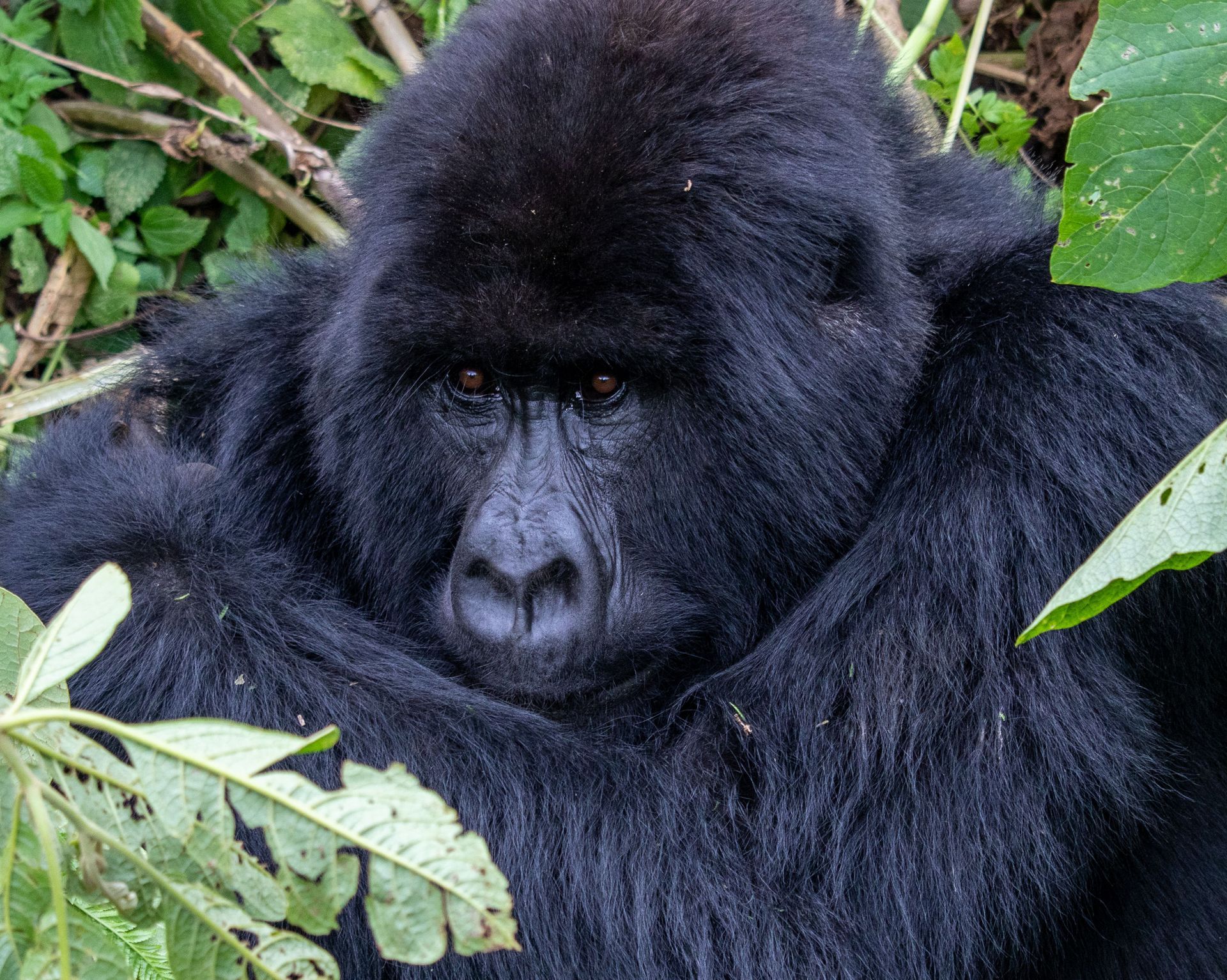 Black-and-white monkey perched in leafy green tree canopy