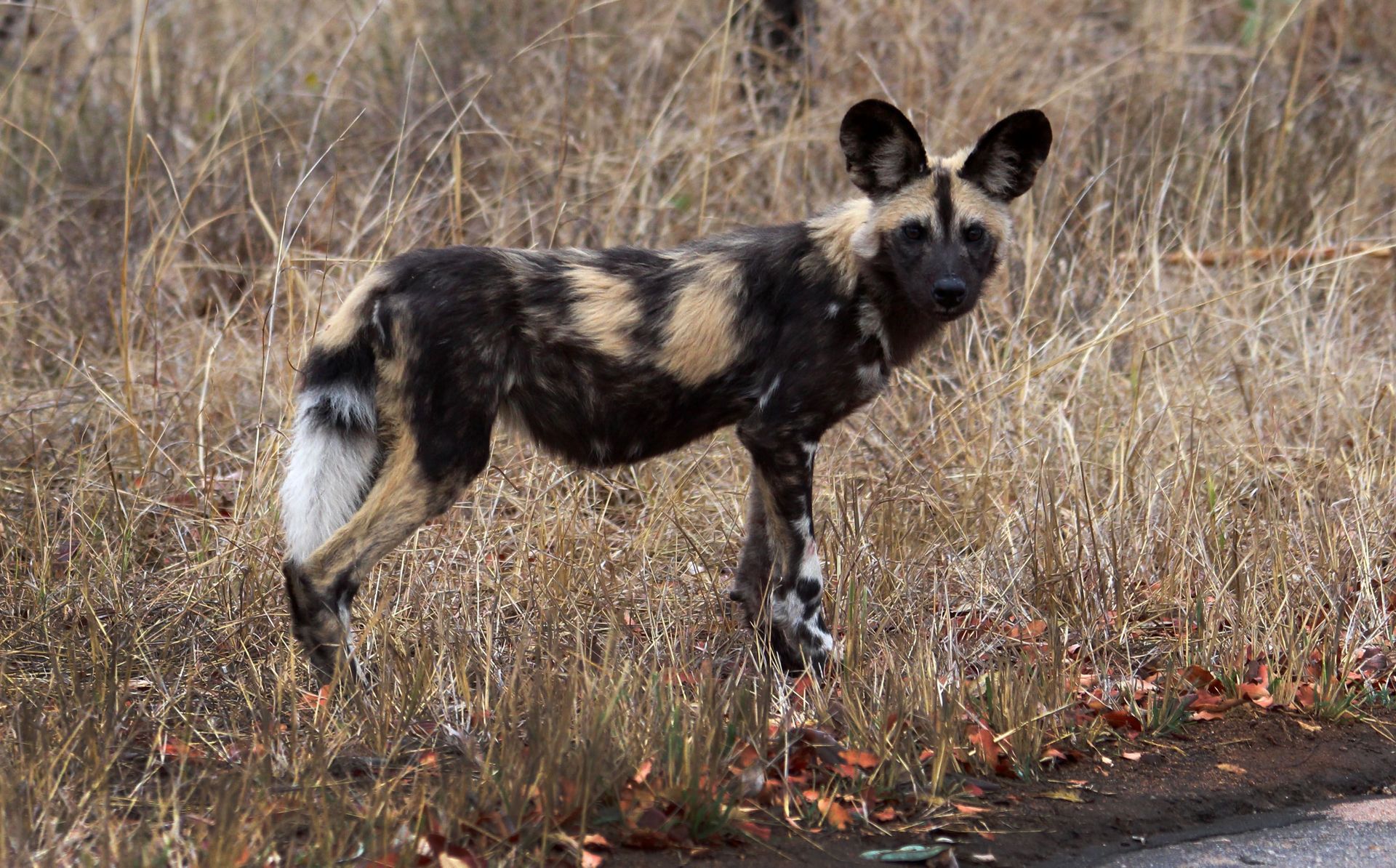 African wild dog standing in dry grass, looking at the camera.