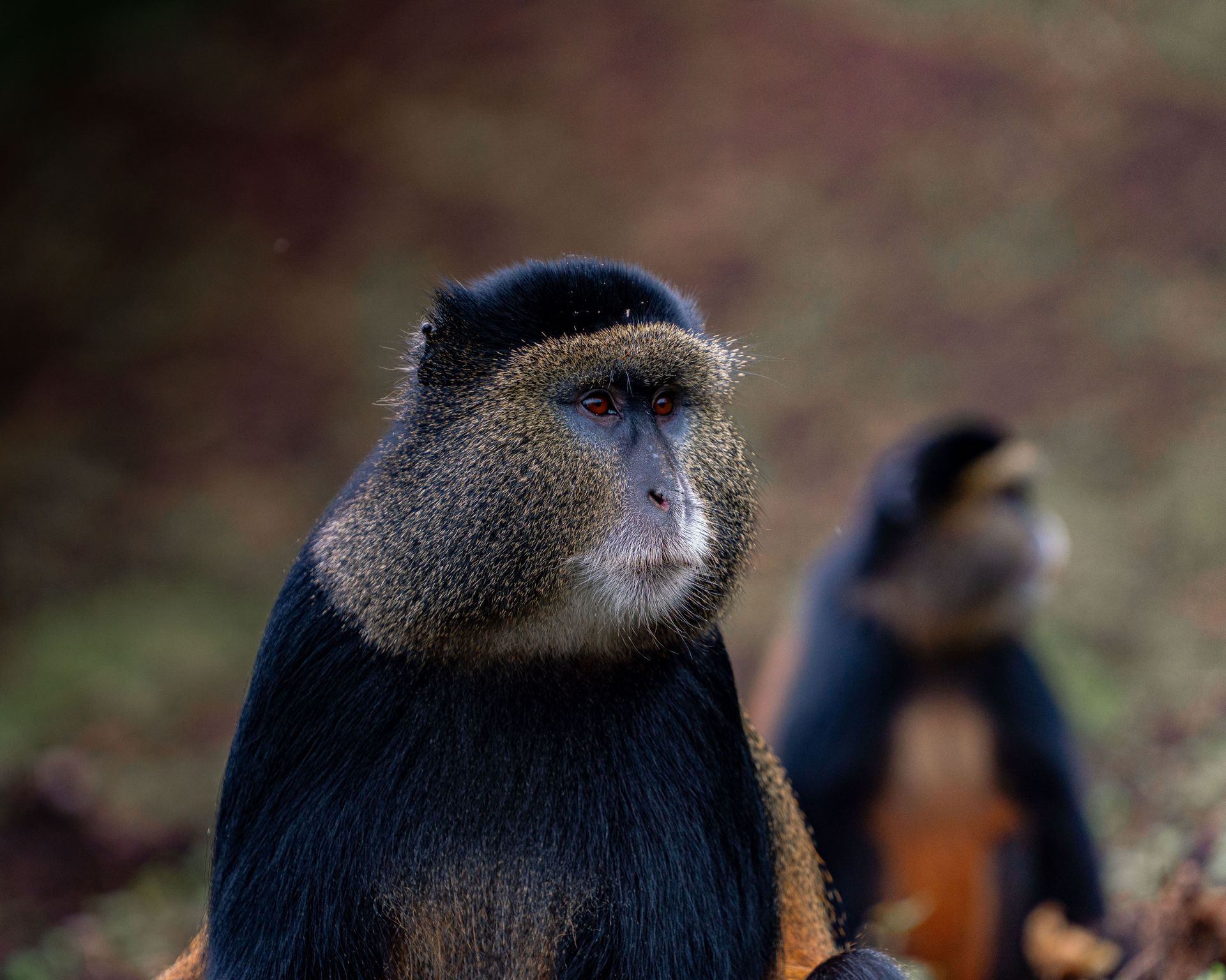 Two baboons sit on a slanted tree branch in a leafy outdoor setting.