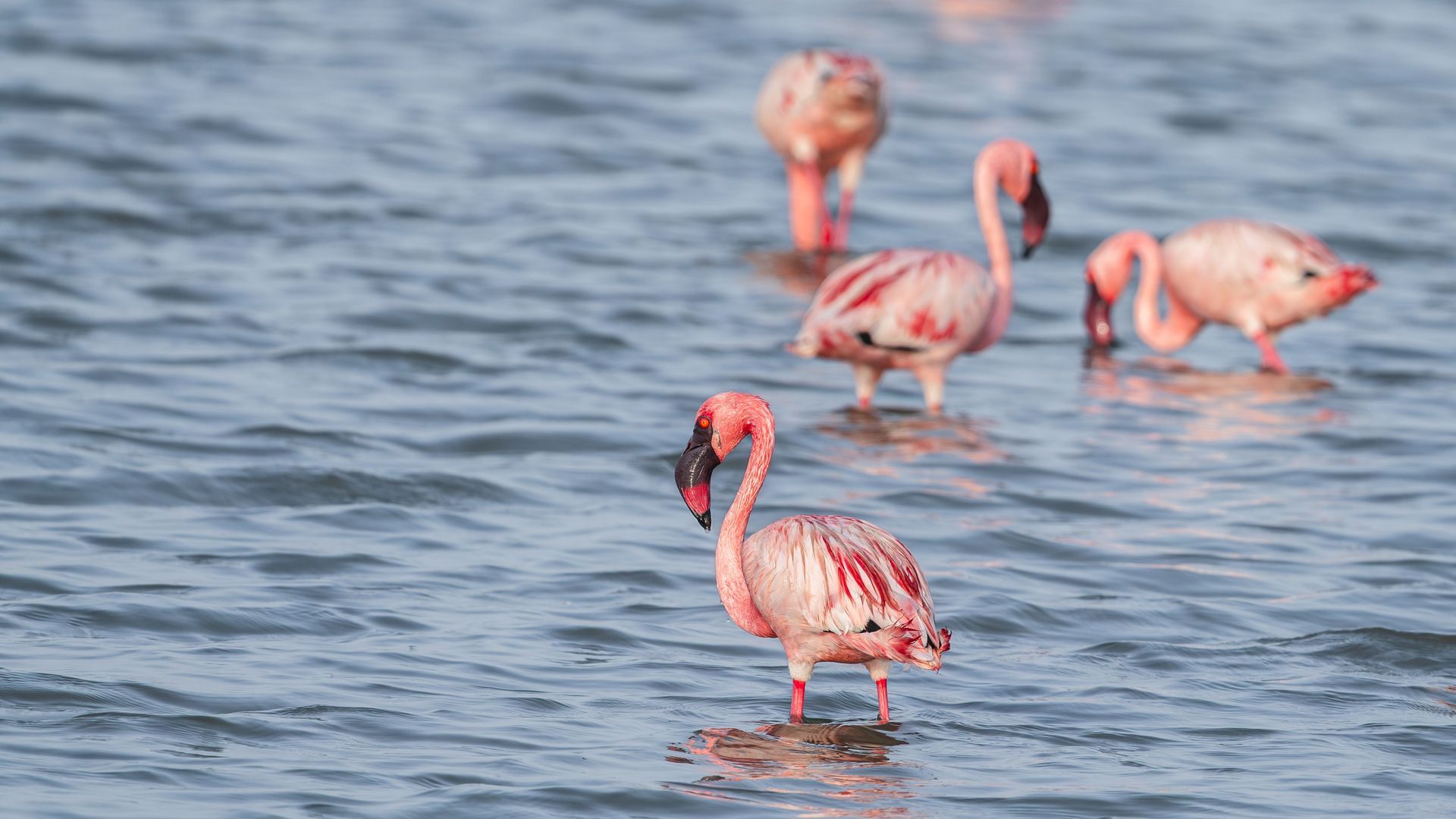 Four pink flamingos wading in shallow blue water