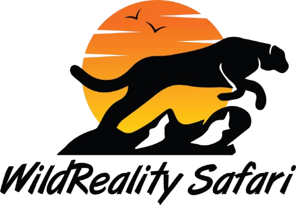 WildReality Safari logo with black big cats leaping before an orange sunset circle