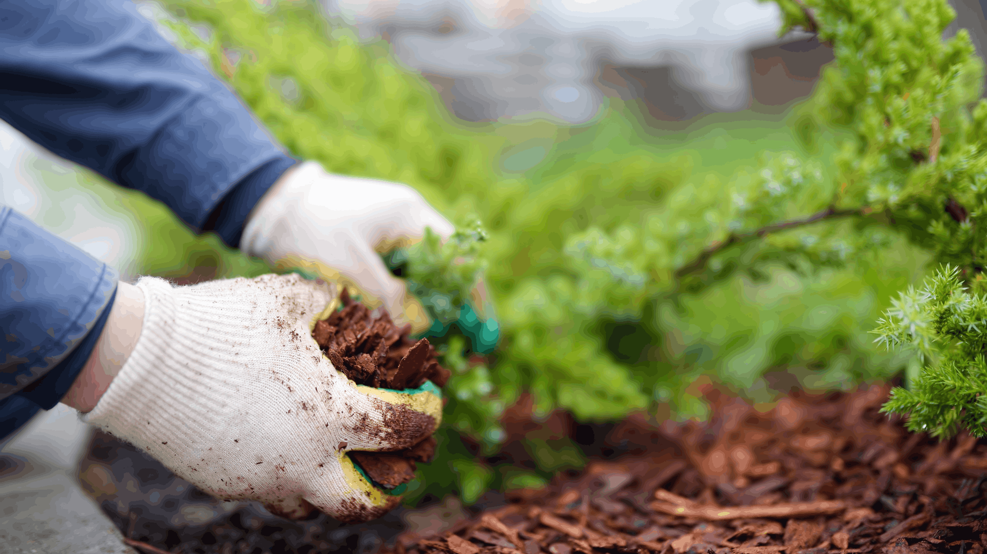 Hands in gloves spreading mulch around a small green bush — Rohan's Maintenance in Robina, QLD