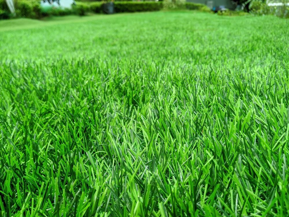 Close-up of vibrant green lawn, blades of grass in focus — Rohan's Maintenance in Robina, QLD