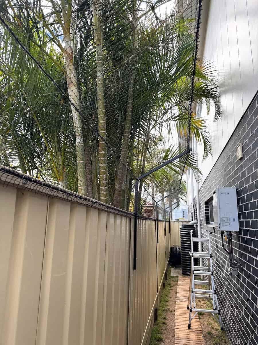 Narrow Outdoor Passage Between a Beige Fence and Brick House, With Tall Palm Trees Overhead — Catios By Paulie in Sydney, NSW