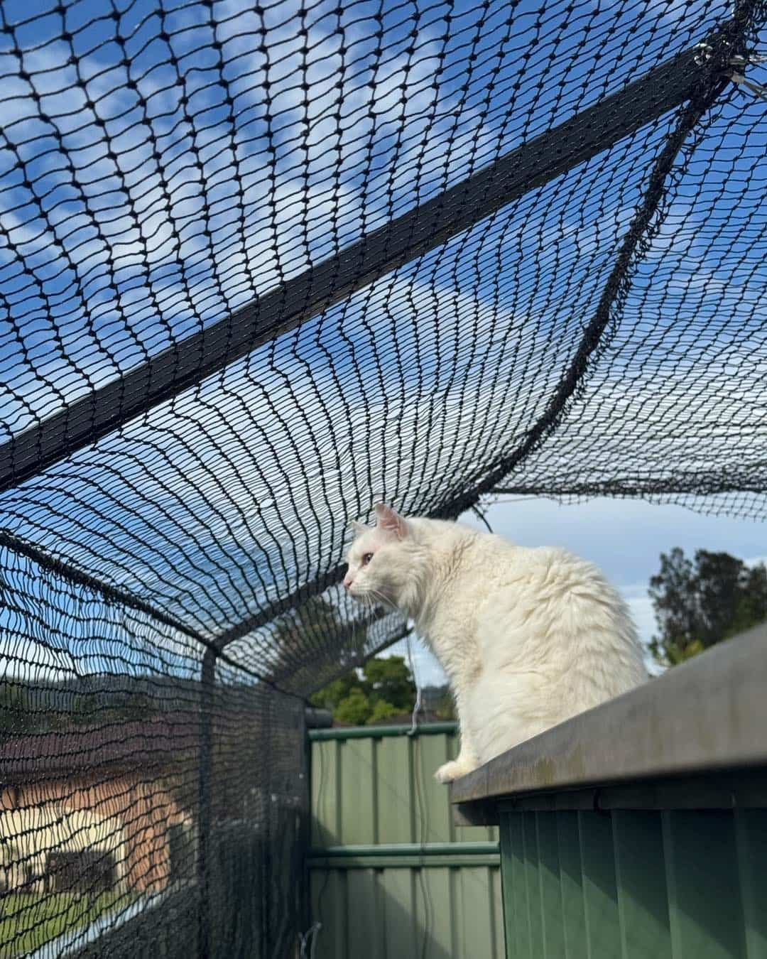 White Cat Perched on a Fence Under Netting, Looking Out Against a Blue Sky — Catios By Paulie in Blackbutt, NSW