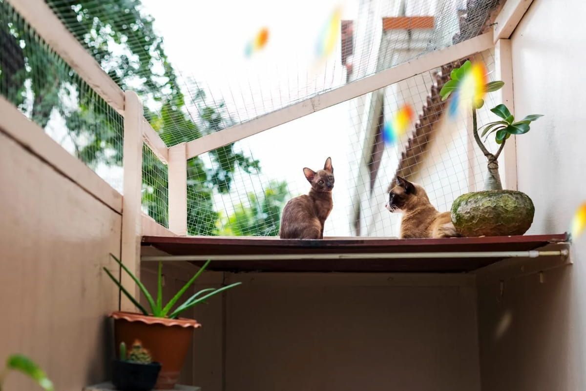 Two Cats Sitting on a Balcony Ledge Beside a Potted Plant and a Bowl — Catios By Paulie in Wollongong, NSW