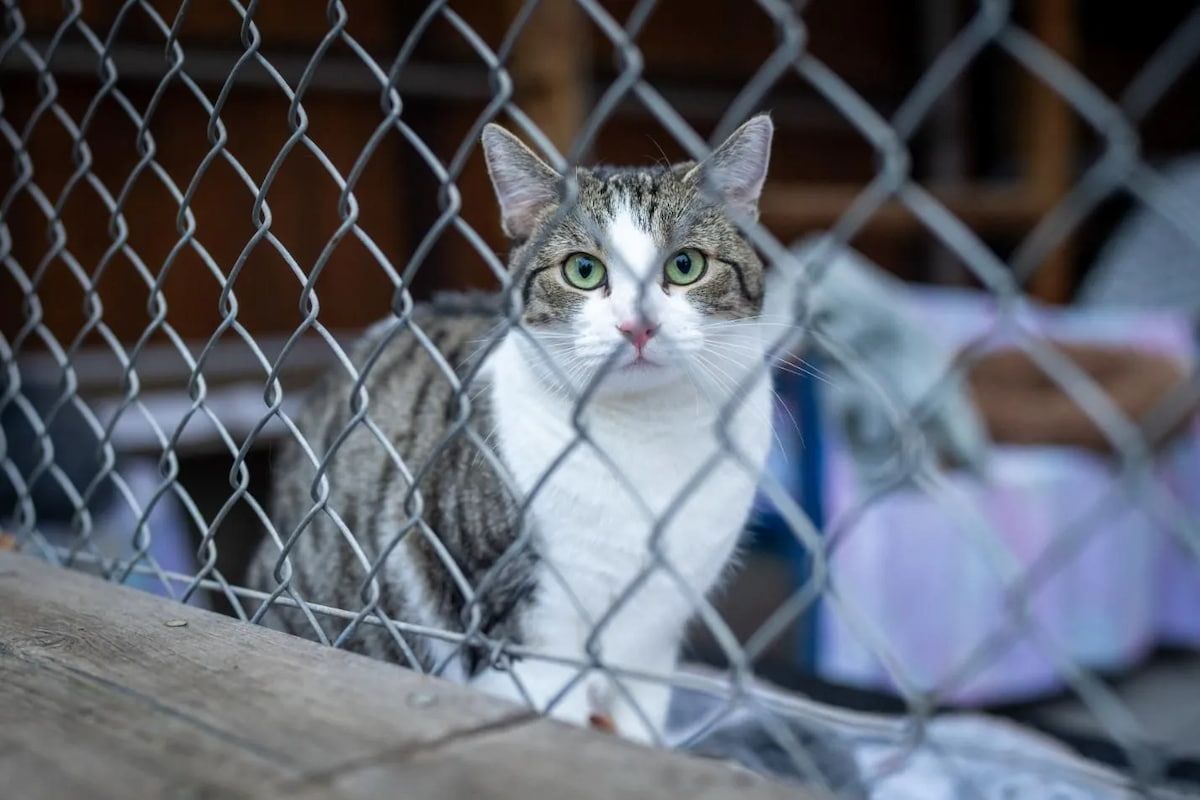 Grey and White Cat Behind Chain-link Fence, Looking at the Camera — Catios By Paulie in Wollongong, NSW