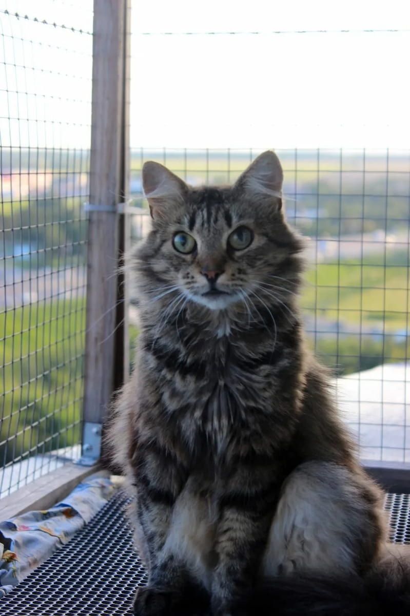 Fluffy Grey Tabby Cat Sitting on a Balcony Railing, Looking at the Camera — Catios By Paulie in Sydney, NSW