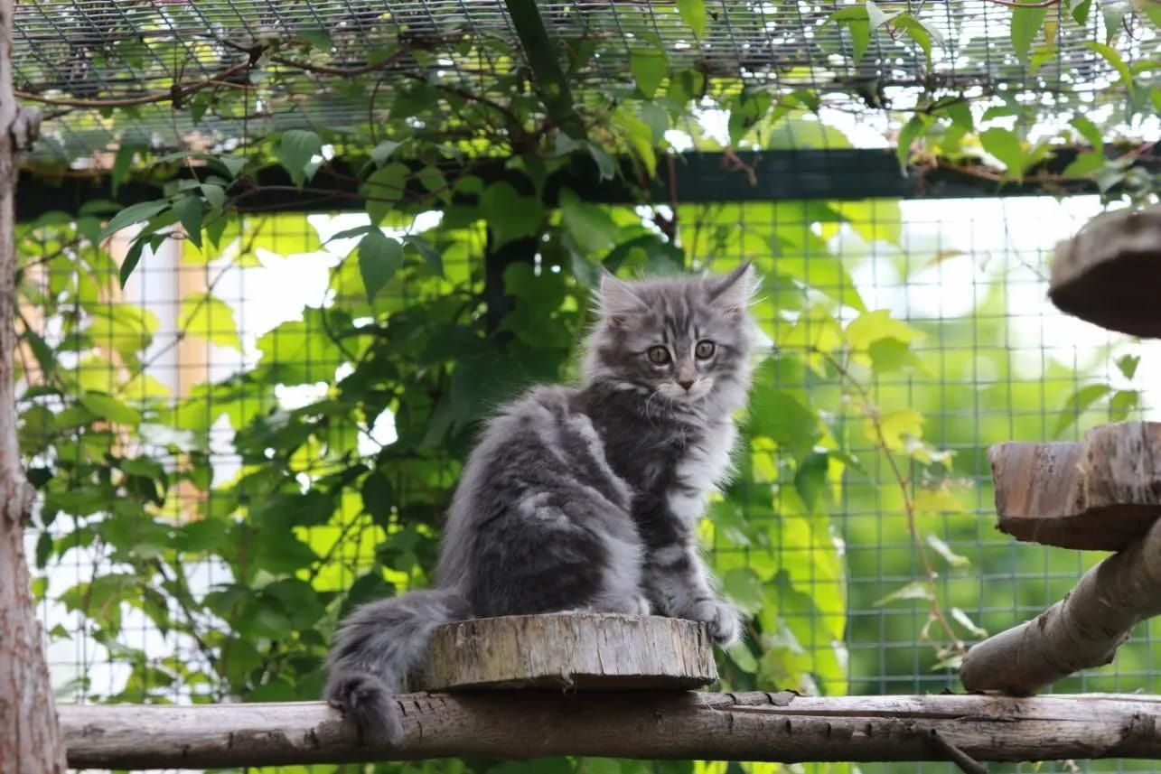 Grey Fluffy Cat Sitting on a Log in a Leafy Outdoor Enclosure — Catios By Paulie in Sydney, NSW