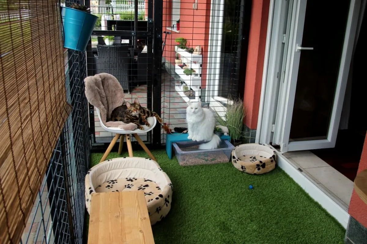 Two Cats on a Small Enclosed Patio With Chairs, Pet Beds, and Artificial Grass — Catios By Paulie in Blackbutt, NSW