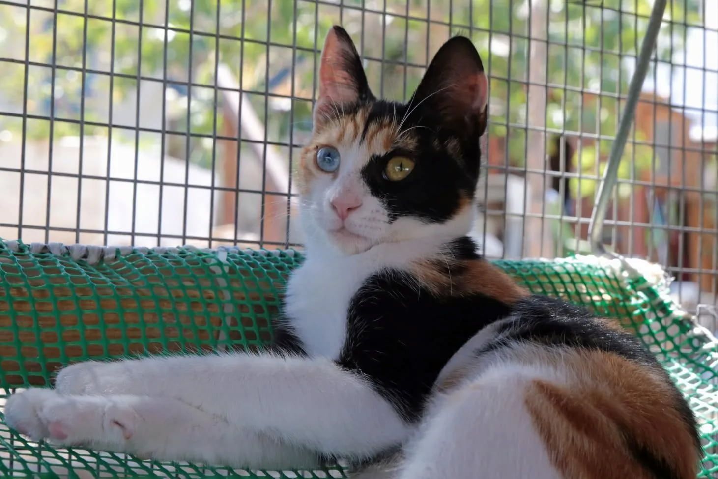 Calico Cat Lounging on a Green Mesh Perch Near a Window, Looking at the Camera — Catios By Paulie in Blackbutt, NSW