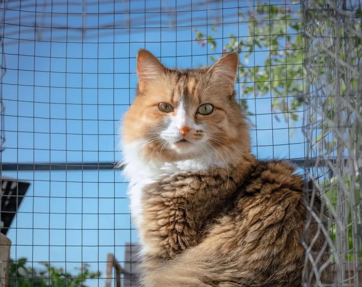 Fluffy Orange-and-white Cat Sitting Behind a Wire Fence, Looking at the Camera Outdoors — Catios By Paulie in Wollongong, NSW