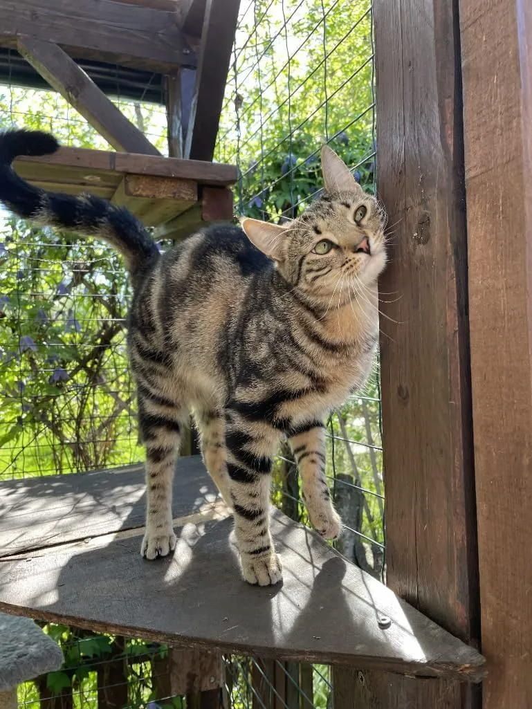 Tabby Cat Standing on a Wooden Step Outdoors, Looking Up Beside a Post — Catios By Paulie in Blackbutt, NSW