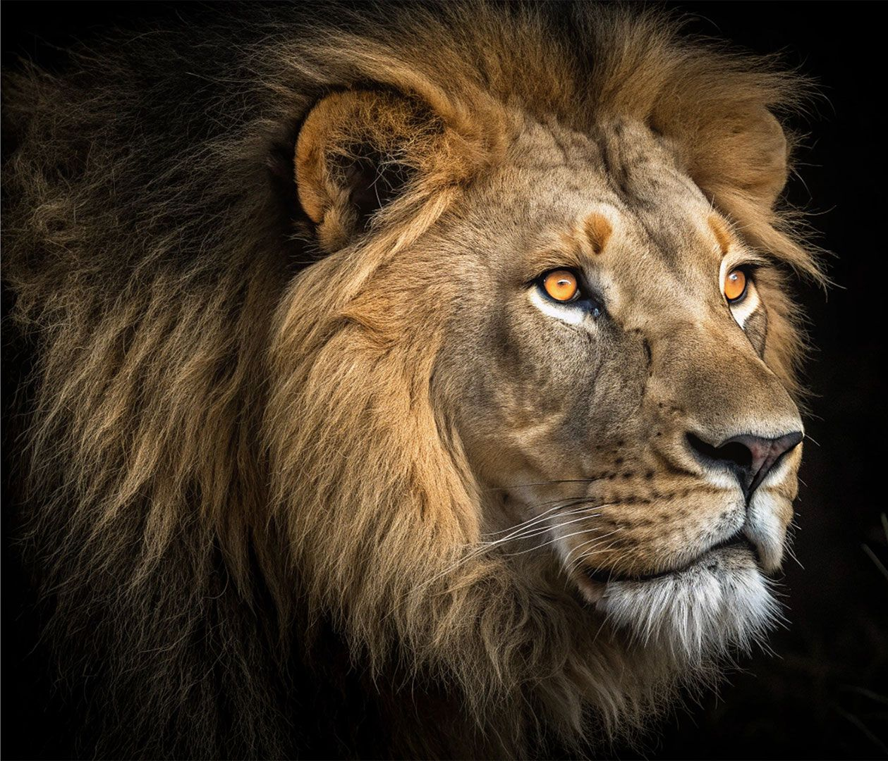 Close-up of a lion with a dark mane against a black background, looking to the right.