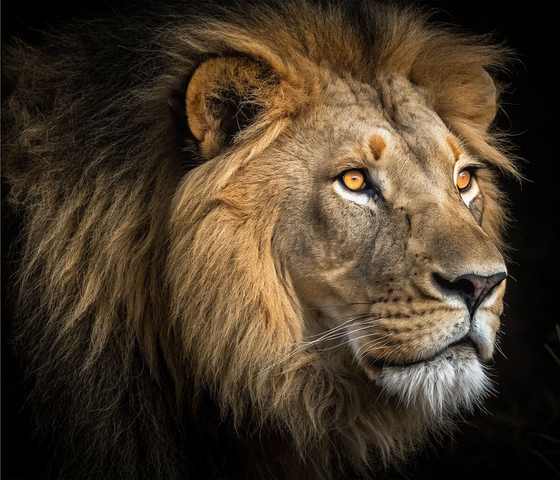 Majestic male lion with a dark mane, facing right against a black background