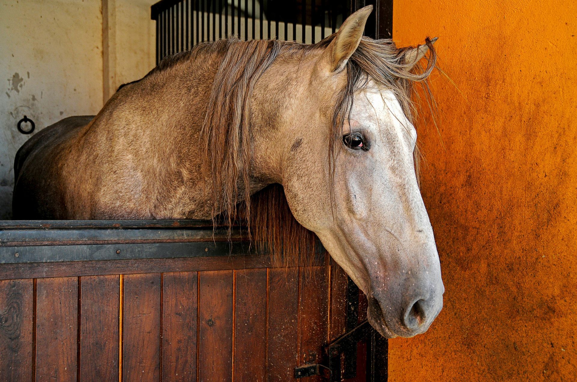 Horse Wash