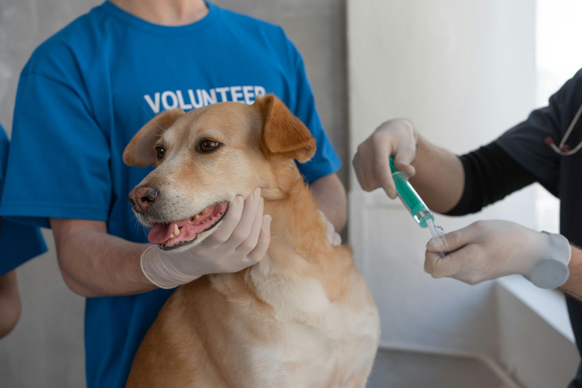 Pet Medications
