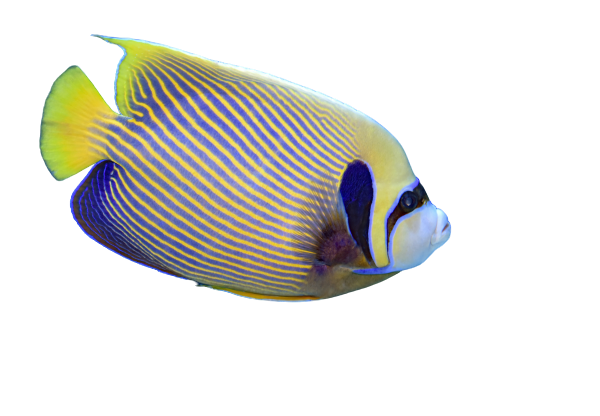 A yellow and blue fish is swimming on a white background